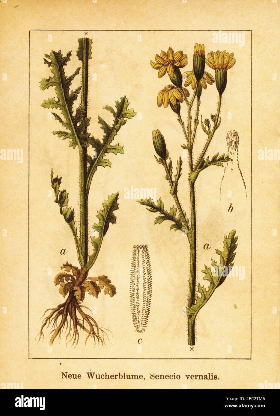 Antique 19th-century engraving of Eastern groundsel. Illustration by Jacob Sturm (1771-1848) from the book Deutschlands Flora in Abbildungen nach der Stock Photo