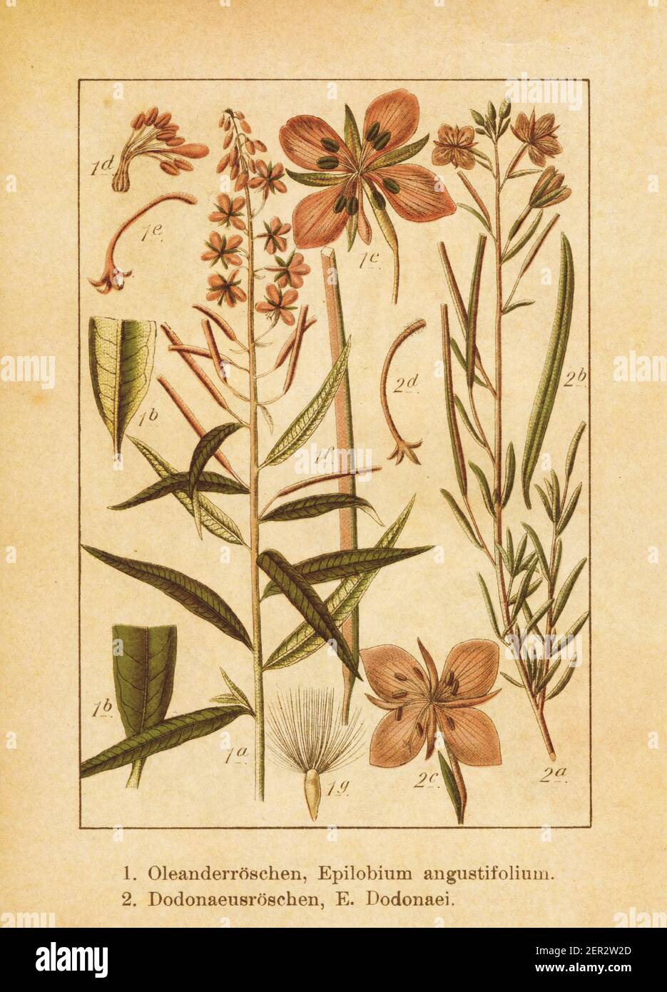 Antique illustration of an epilobium angustifolium (also known as fireweed, great willowherb or rosebay willowherb) and epilobium dodonaei. Engraved b Stock Photo