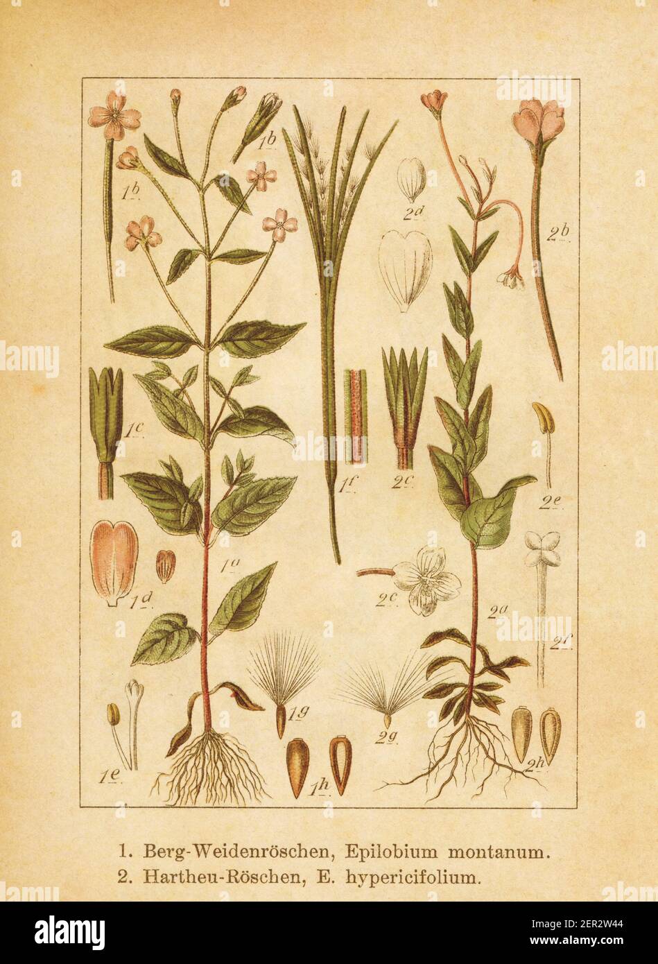 Antique illustration of an epilobium montanum (also known as broad-leaved willowherb) and epilobium hypericifolium. Engraved by Jacob Sturm (1771-1848 Stock Photo