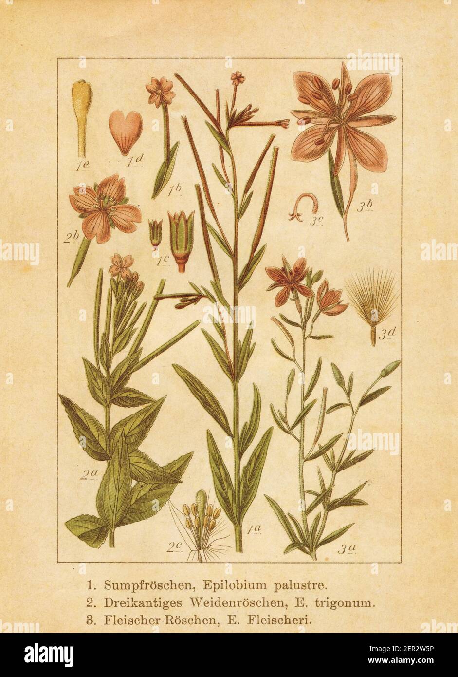 Antique illustration of an epilobium palustre (also known as marsh willowherb), epilobium trigonum (also known as epilobium algidum) and epilobium fle Stock Photo