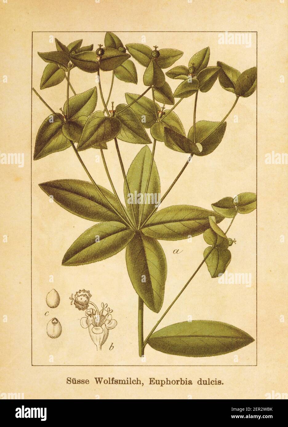 Antique illustration of an euphorbia dulcis, also known as spurge. Engraved by Jacob Sturm (1771-1848) and published in the book Deutschlands Flora in Stock Photo