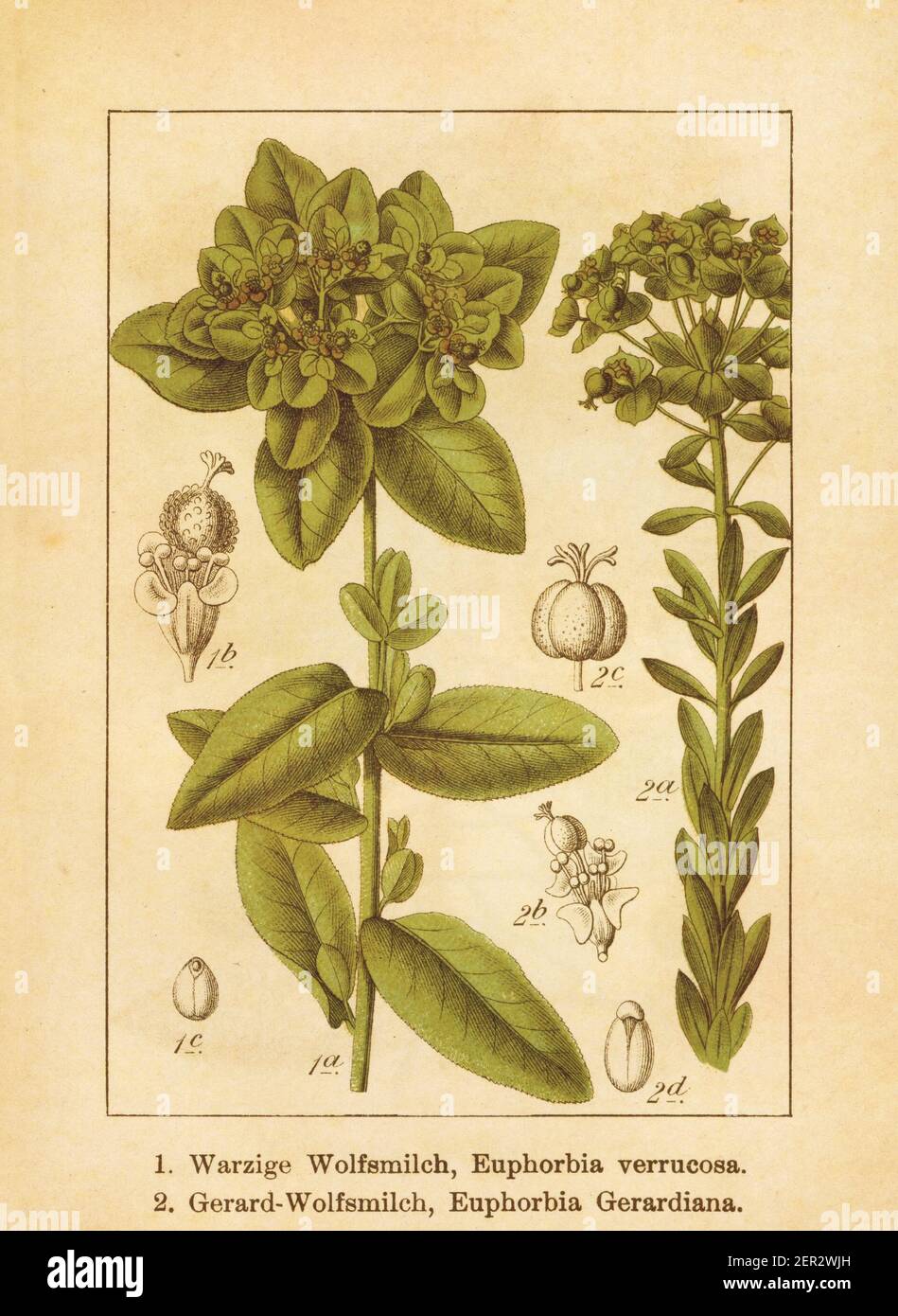 Antique illustration of an euphorbia verrucosa and euphorbia gerardiana (also known as euphorbia seguierana). Engraved by Jacob Sturm (1771-1848) and Stock Photo
