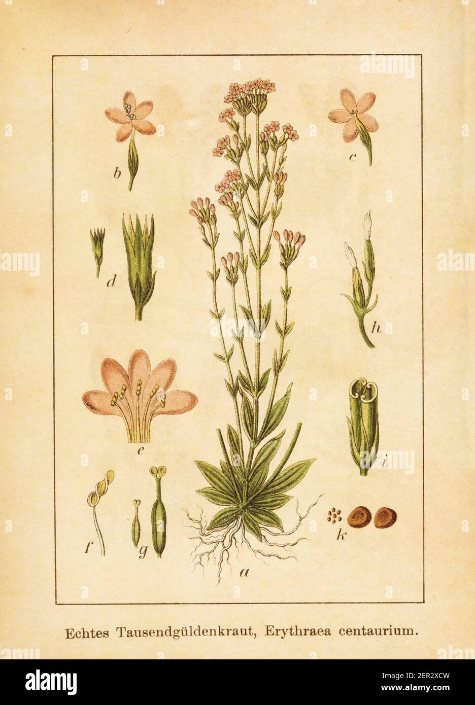 Antique illustration of a centaurium erythraea, also known as European centaury or common centaury. Engraved by Jacob Sturm (1771-1848) and published Stock Photo