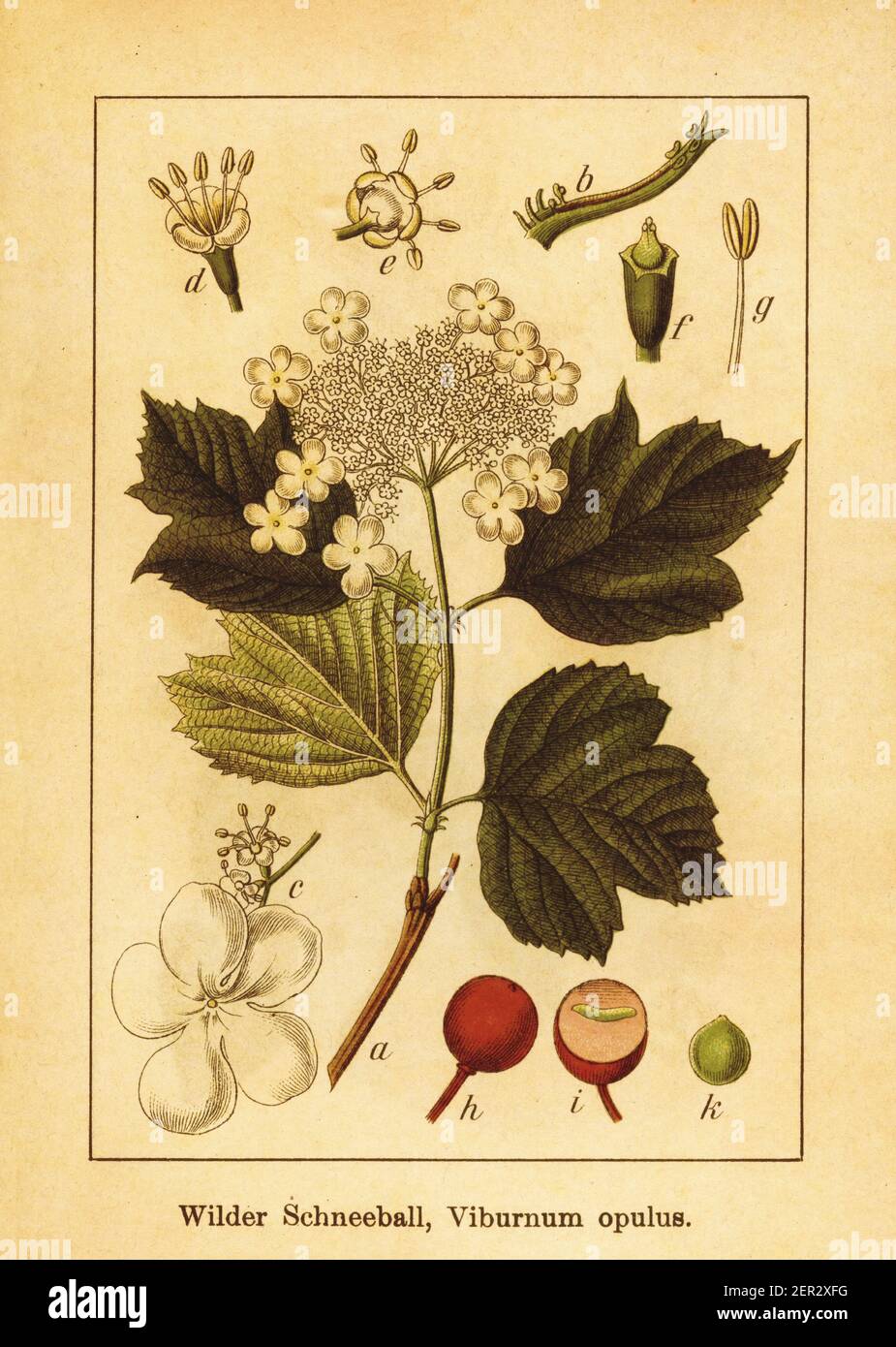 Antique engraving of European cranberrybush. Illustration by Jacob Sturm (1771-1848) from the book Deutschlands Flora in Abbildungen nach der Natur mi Stock Photo