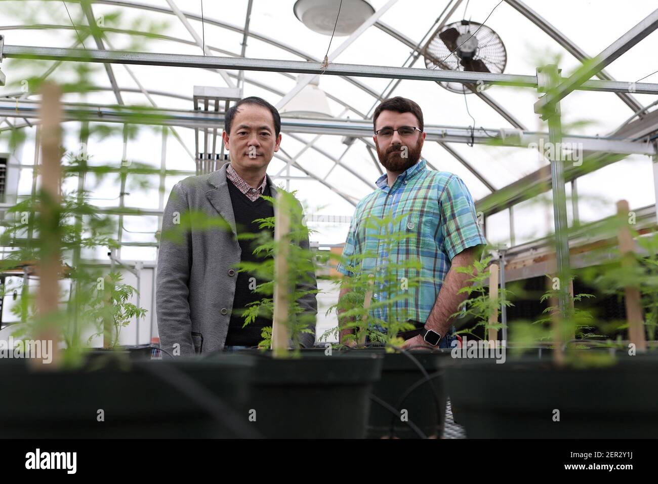Dr. Ling Yuan, left and Patrick Perry are growing artemisia for