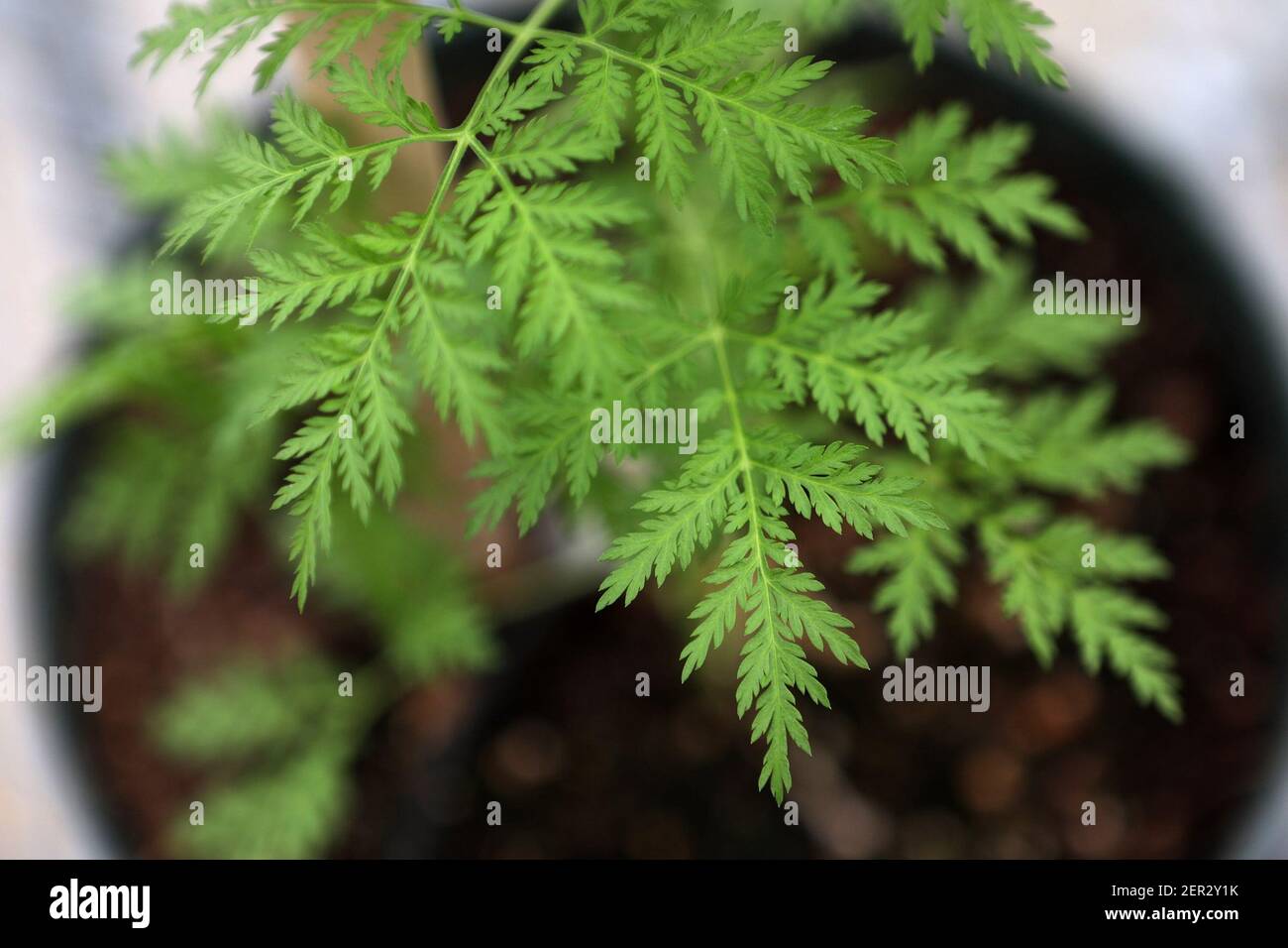 Artemisia leaf on a plant being raised for ArtemiFlow in a greenhouse
