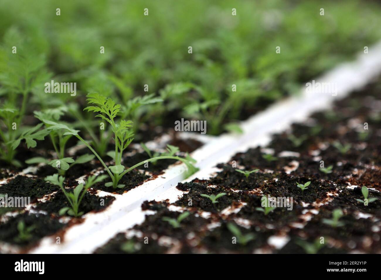 Artemisia seedlings shown at different stages being raised for