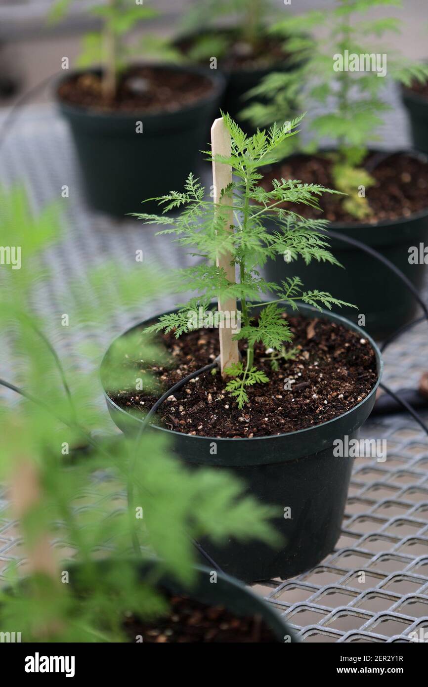 Artemisia plants being raised for ArtemiFlow in a greenhouse at the