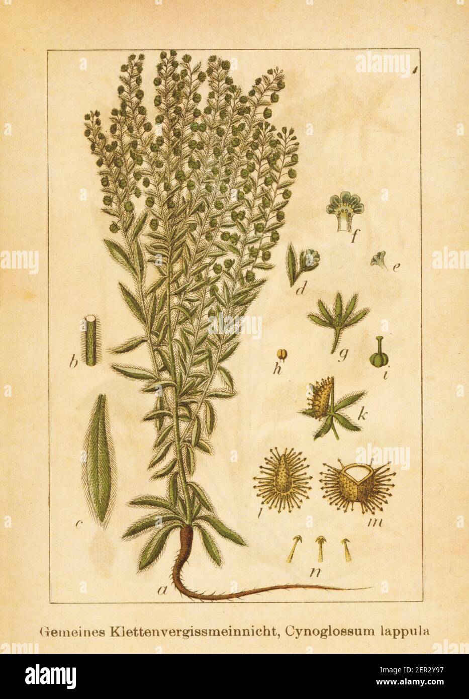 Antique illustration of a lappula squarrosa, also known as cynoglossum lappula, European stickseed, bluebur or bristly sheepbur. Engraved by Jacob Stu Stock Photo