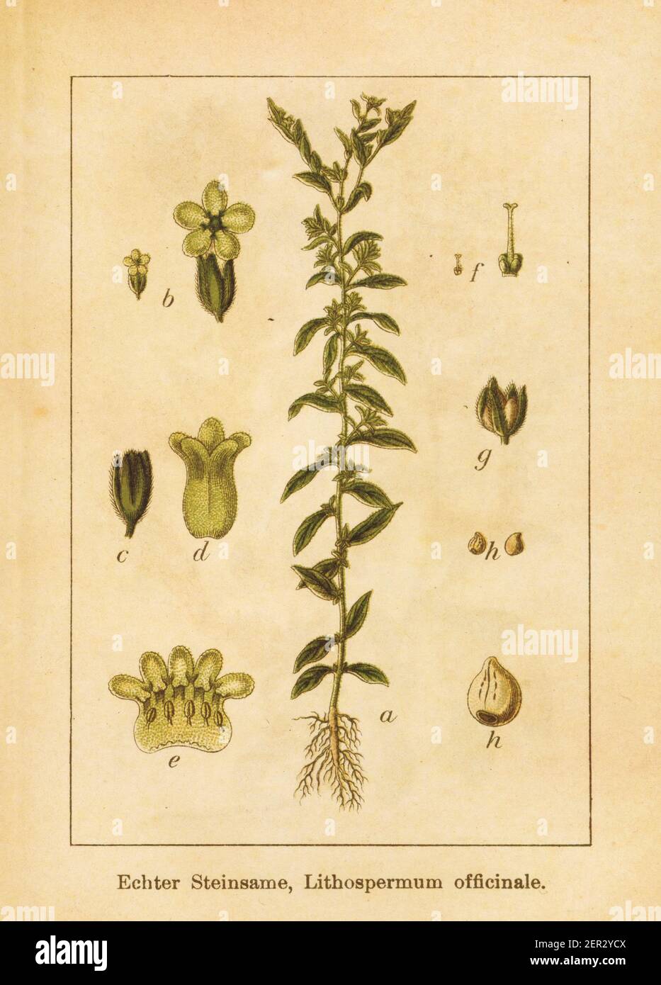 Antique illustration of a lithospermum officinale, also known as European stoneseed or common gromwell. Engraved by Jacob Sturm (1771-1848) and publis Stock Photo