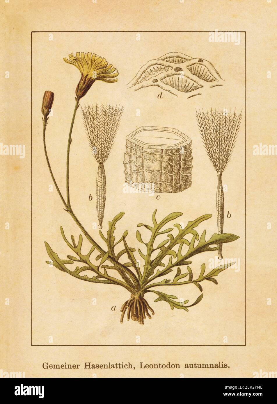 Antique illustration of a leontodon autumnalis, also known as fall dandelion. Engraved by Jacob Sturm (1771-1848) and published in the book Deutschlan Stock Photo