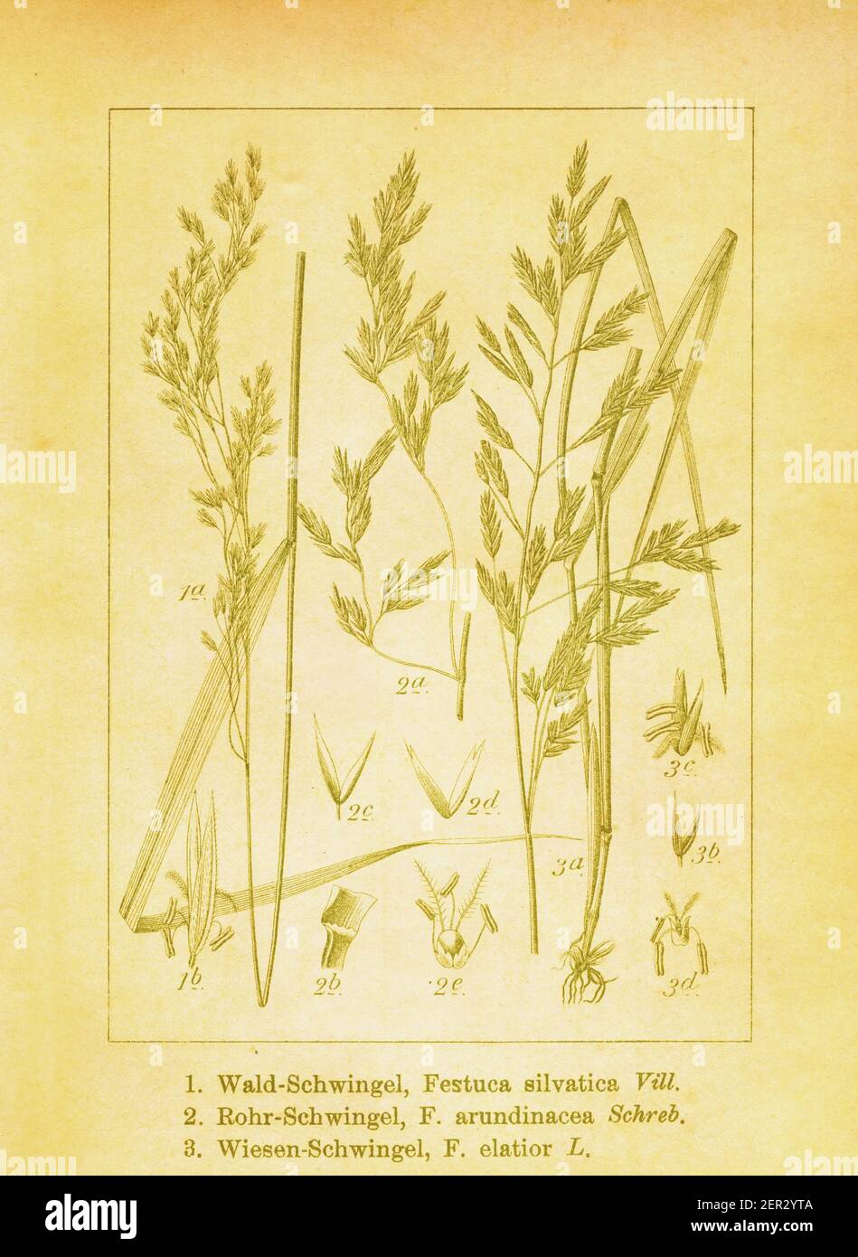 19th-century illustration of false brome, tall fescue and meadow fescue. Engraving by Jacob Sturm (1771-1848) from the book Deutschlands Flora in Abbi Stock Photo