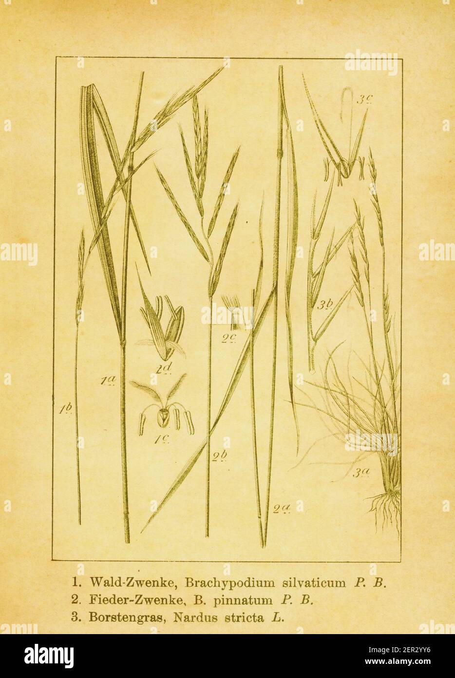 19th-century engraving of false brome, tor grass and matgrass. Illustration by Jacob Sturm (1771-1848) from the book Deutschlands Flora in Abbildungen Stock Photo