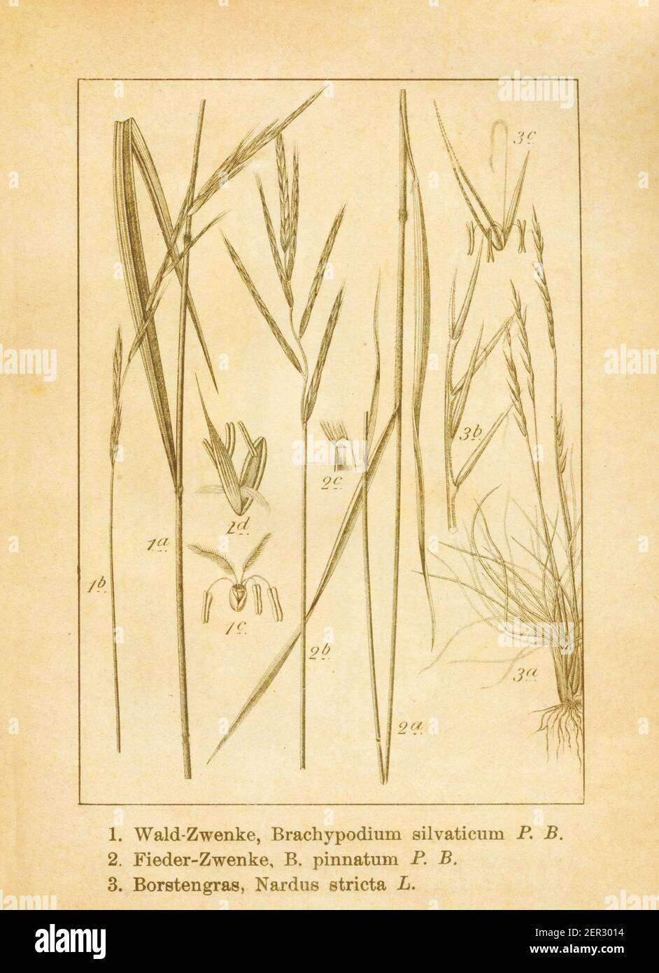 Antique illustration of brachypodium sylvaticum (also known as false brome, slender false brome or wood false brome), brachypodium pinnatum (also know Stock Photo