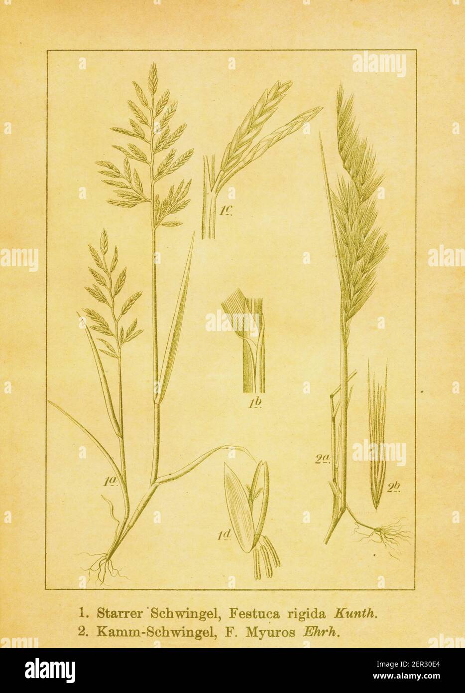 19th-century engraving of Festuca rigida and Festuca Myuros. Illustration by Jacob Sturm (1771-1848) from the book Deutschlands Flora in Abbildungen n Stock Photo
