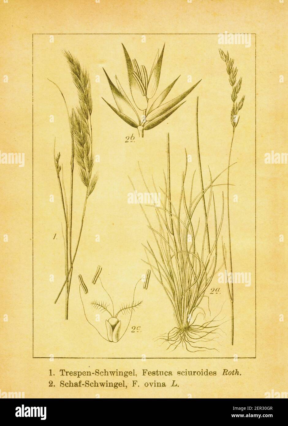 Antique illustration of Festuca sciuroides and sheep's fescue. Engraving by Jacob Sturm (1771-1848) from the book Deutschlands Flora in Abbildungen na Stock Photo