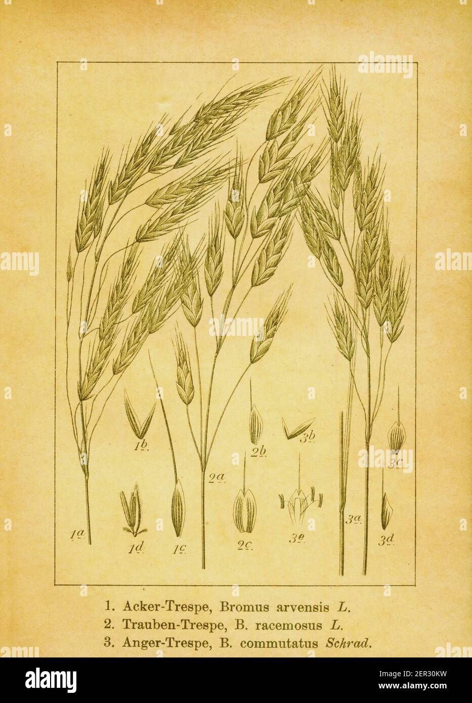 Antique 19th-century engraving of field brome, bald brome and meadow brome. Illustration by Jacob Sturm (1771-1848) from the book Deutschlands Flora i Stock Photo
