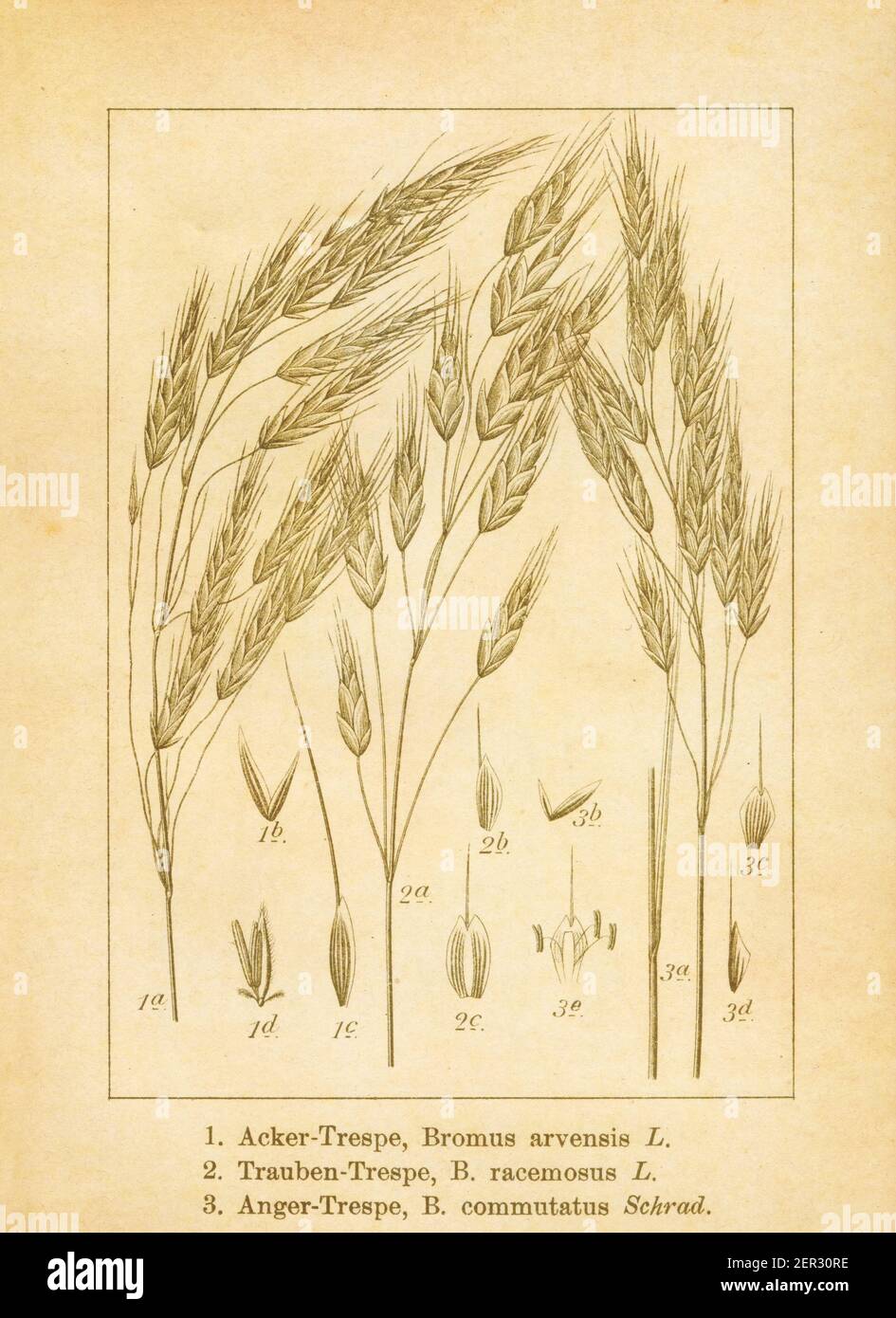 Antique illustration of bromus arvensis (also known as field brome or schrader's brome), bromus racemosus (also known as hairy brome) and bromus commu Stock Photo