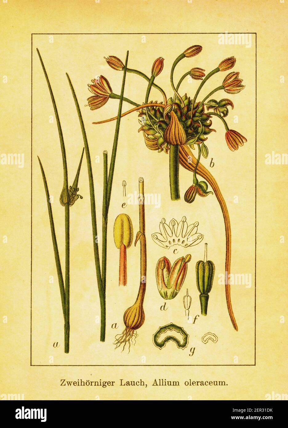 19th-century engraving of field garlic. Illustration by Jacob Sturm (1771-1848) from the book Deutschlands Flora in Abbildungen nach der Natur mit Bes Stock Photo