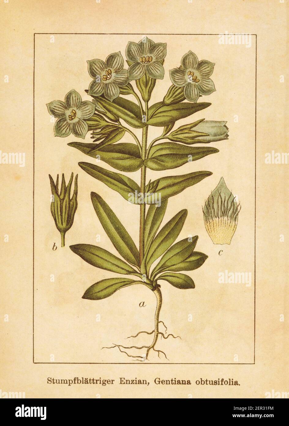 Antique illustration of a gentiana obtusifolia, also known as gentianella campestris or field gentian. Engraved by Jacob Sturm (1771-1848) and publish Stock Photo