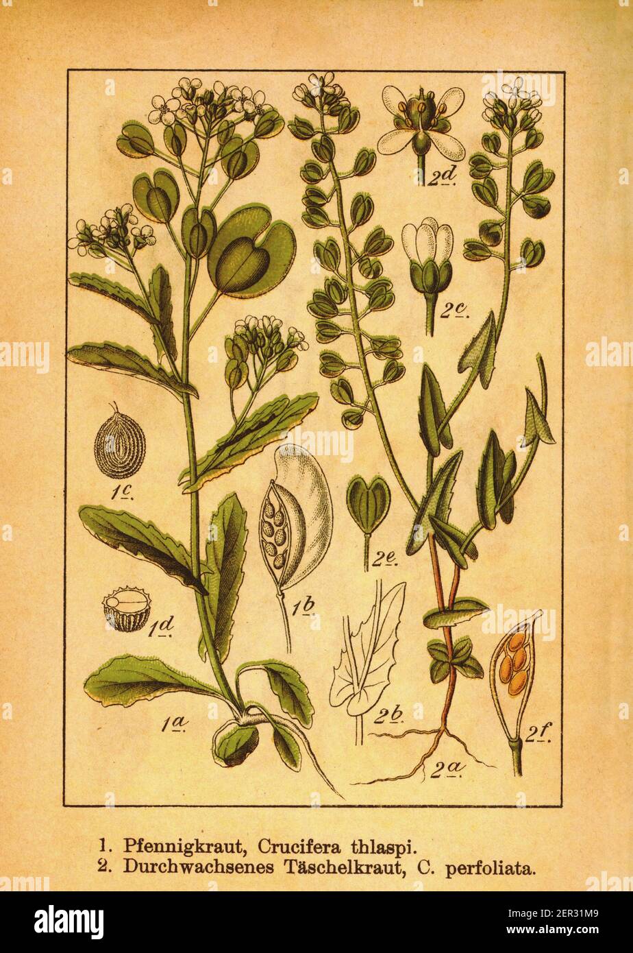 Antique 19th-century engraving of field penny-cress and cotswold penny-cress. Illustration by Jacob Sturm (1771-1848) from the book Deutschlands Flora Stock Photo