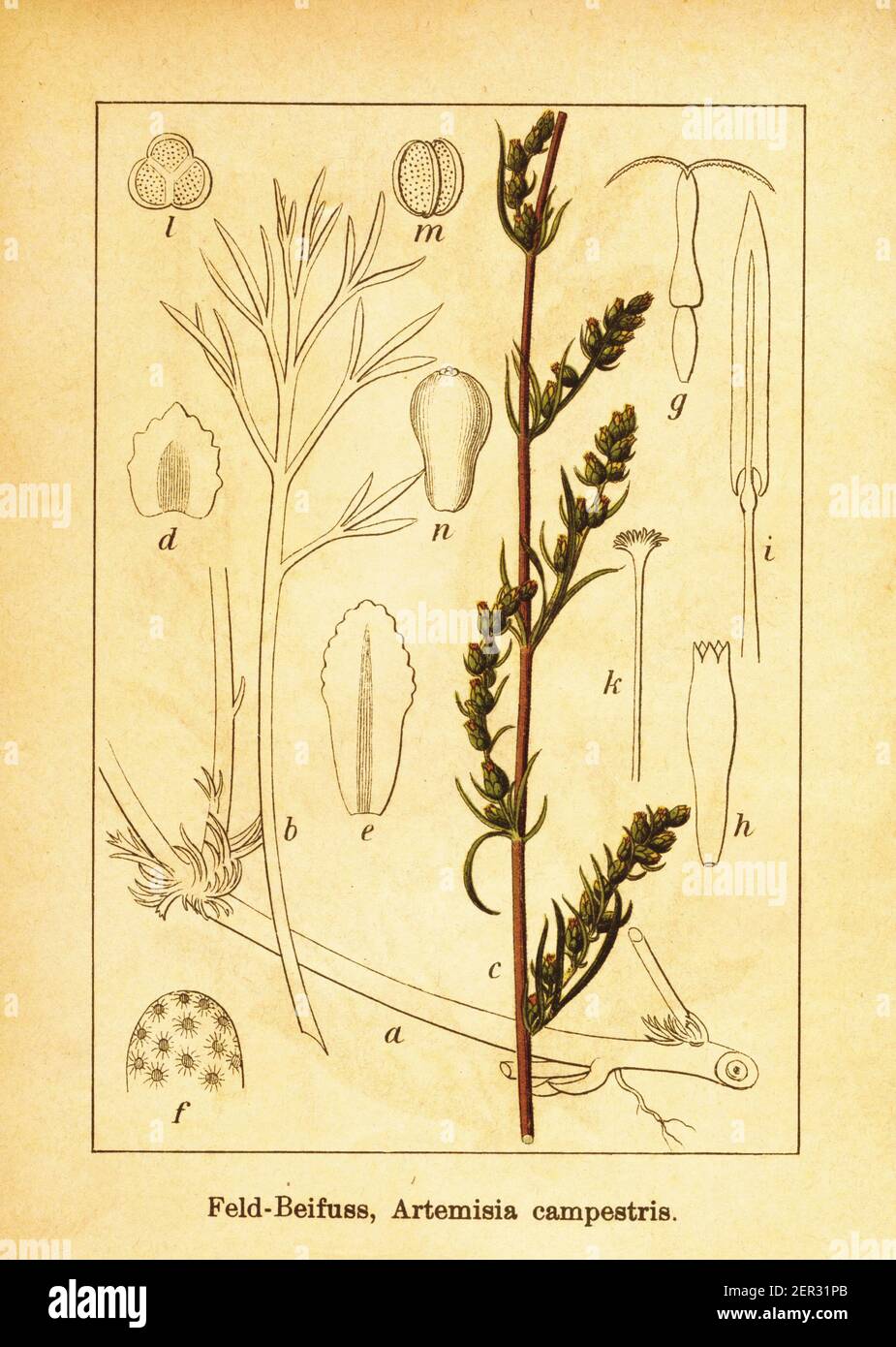 Antique engraving of field sagewort. Illustration by Jacob Sturm (1771-1848) from the book Deutschlands Flora in Abbildungen nach der Natur mit Beschr Stock Photo