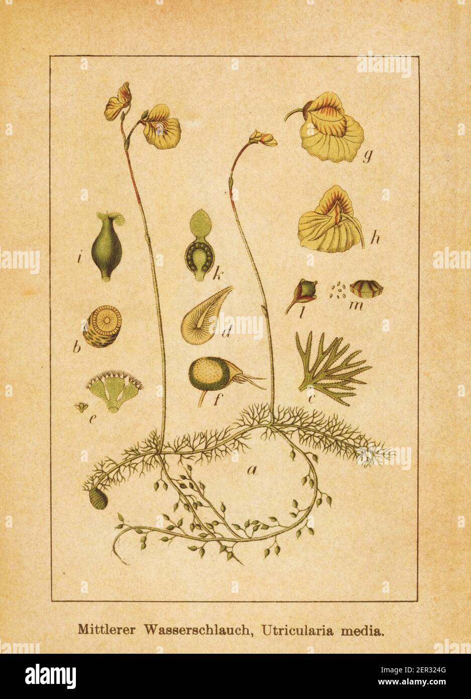 Antique illustration of an utricularia media, also known as utricularia intermedia or flatleaf bladderwort. Engraved by Jacob Sturm (1771-1848) and pu Stock Photo