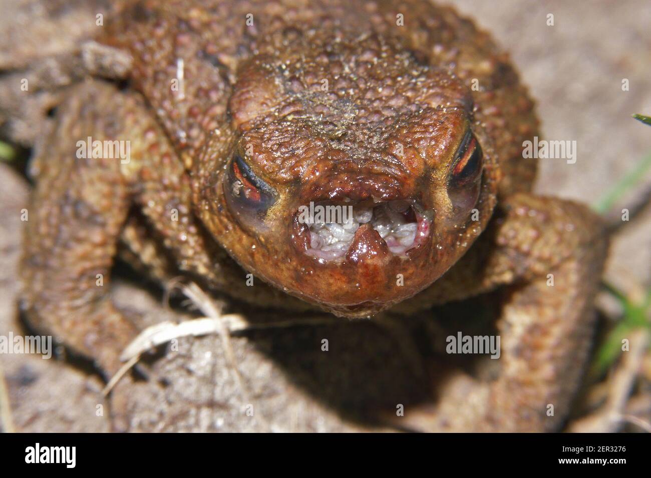 Frontal view on a common toad, Bufo bufo , infected with maggots of the toad fly Stock Photo
