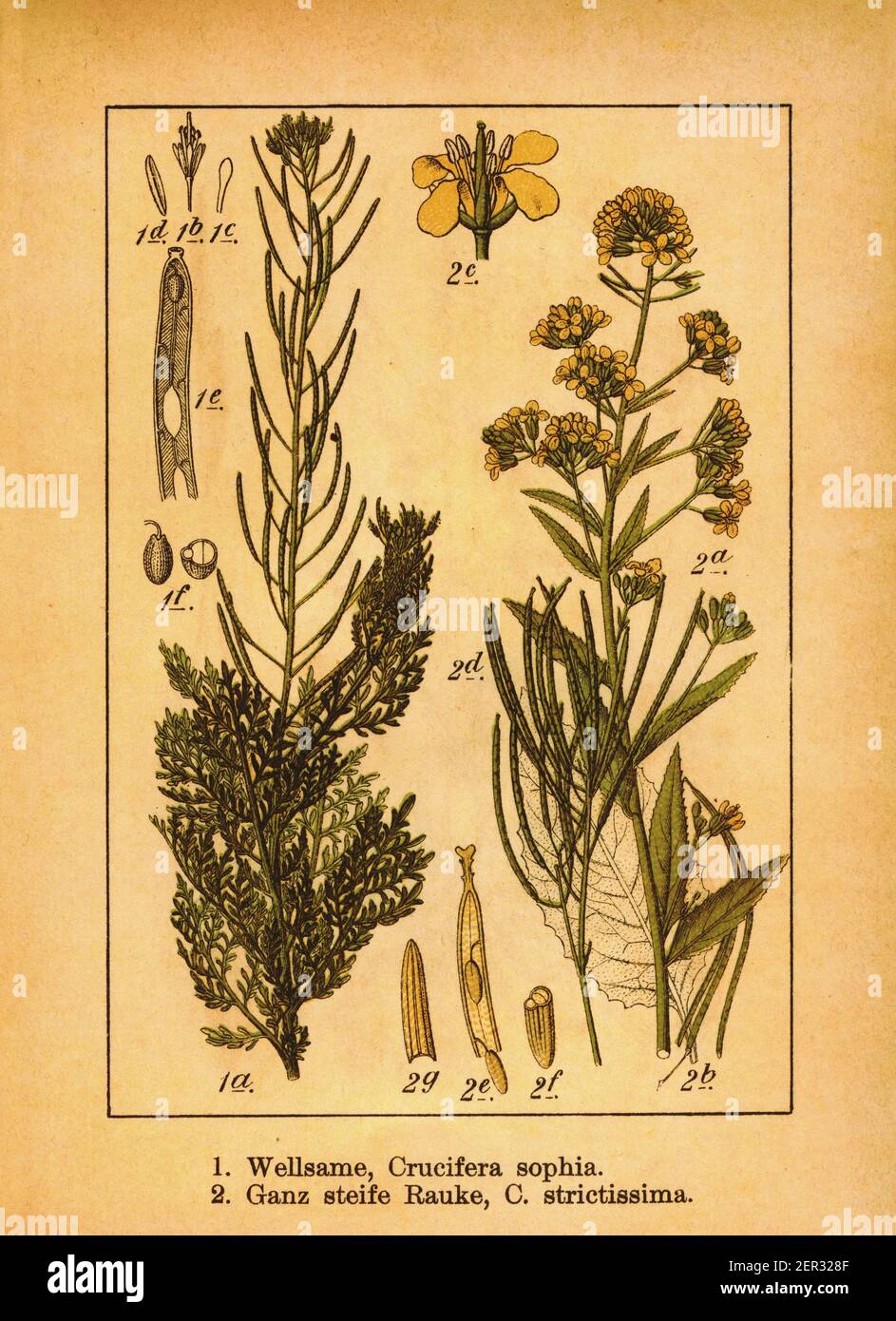 Antique engraving of flixweed and Crucifera strictissima. Illustration by Jacob Sturm (1771-1848) from the book Deutschlands Flora in Abbildungen nach Stock Photo