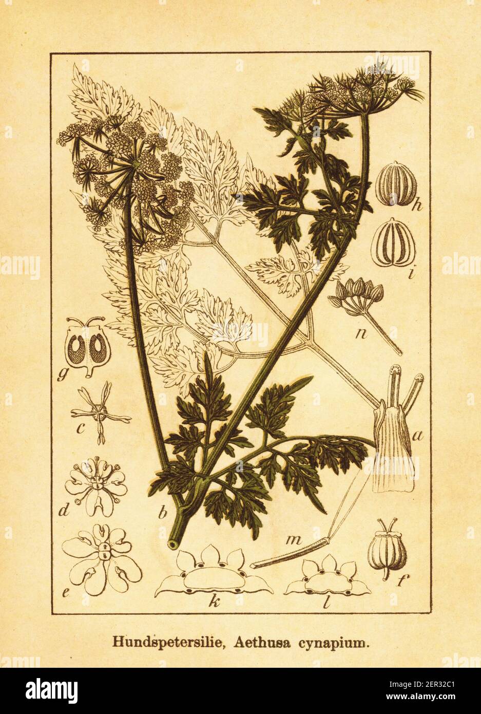 19th-century illustration of fool's parsley. Engraving by Jacob Sturm (1771-1848) from the book Deutschlands Flora in Abbildungen nach der Natur mit B Stock Photo
