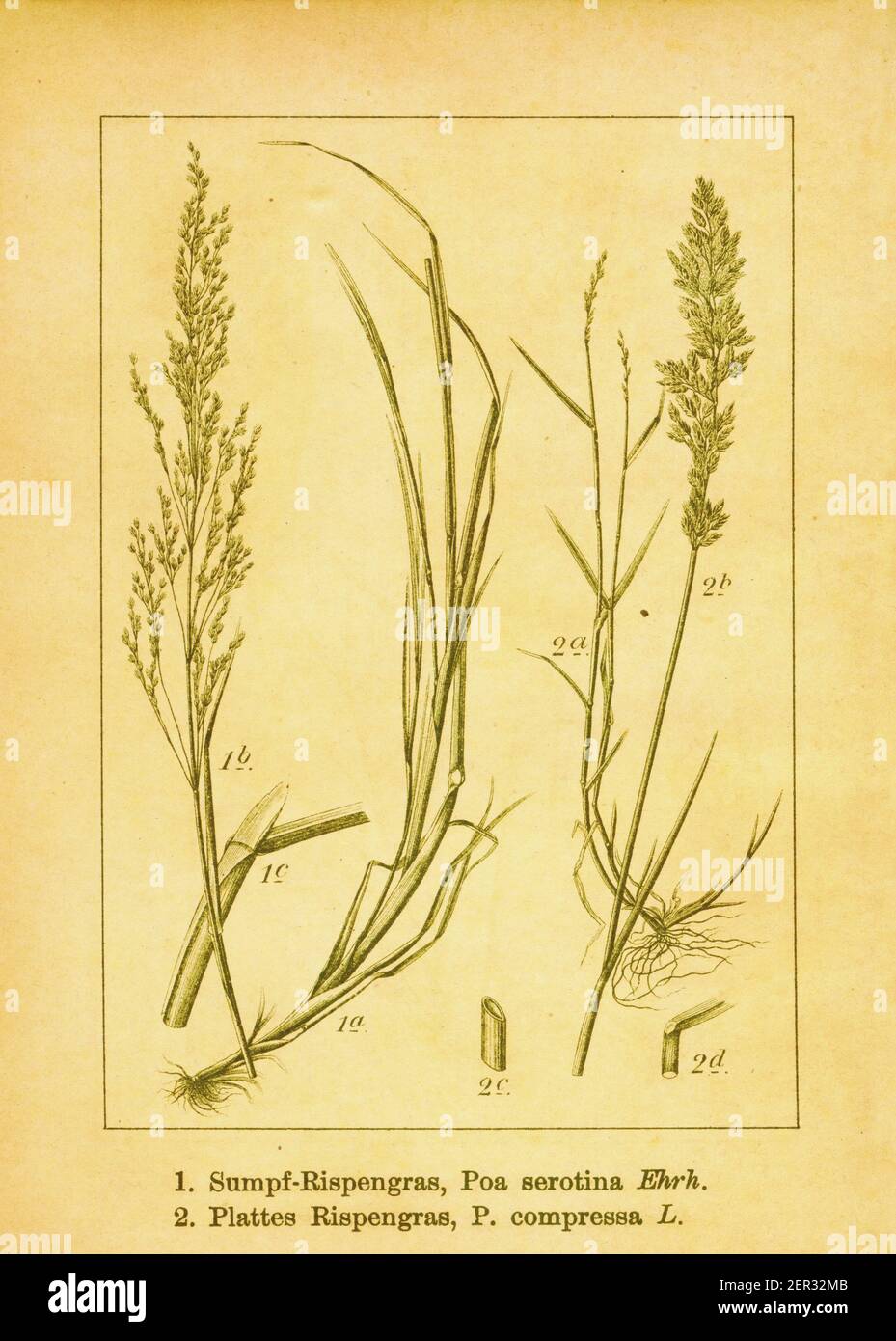 19th-century illustration of fowl meadow grass and Canada bluegrass. Engraving by Jacob Sturm (1771-1848) from the book Deutschlands Flora in Abbildun Stock Photo