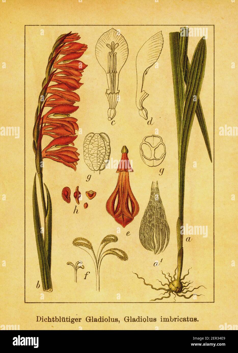 Antique illustration of Gladiolus imbricatus. Engraving by Jacob Sturm (1771-1848) from the book Deutschlands Flora in Abbildungen nach der Natur mit Stock Photo