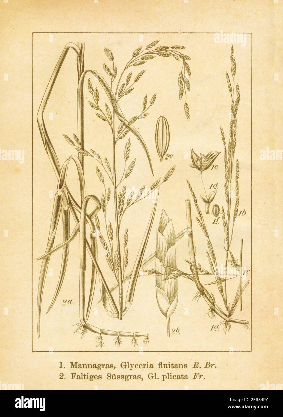 Antique illustration of glyceria fluitans (also known as water mannagrass) and glyceria plicata. Engraved by Jacob Sturm (1771-1848) and published in Stock Photo