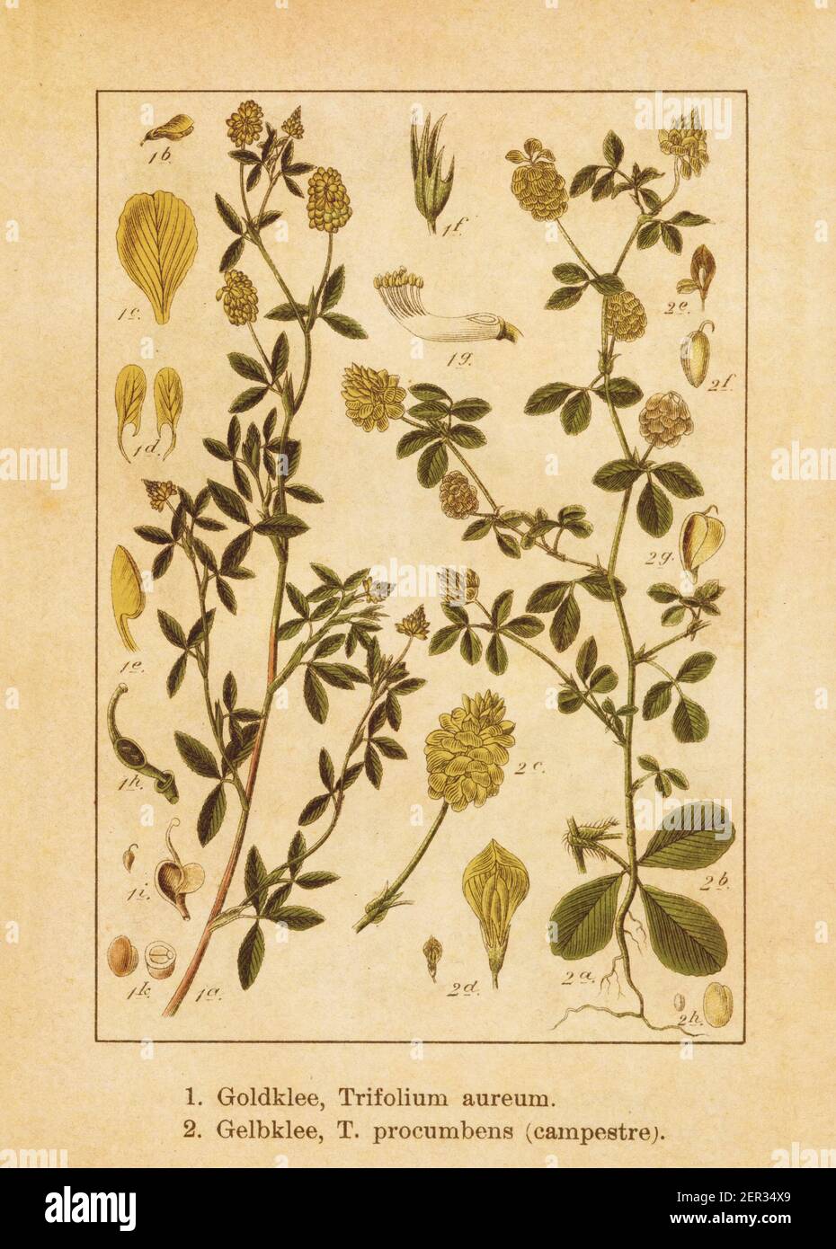 Antique illustration of a trifolium aureum (also known as  golden clover, large hop trefoil or hop clover) and trifolium campestre (also known as hop Stock Photo