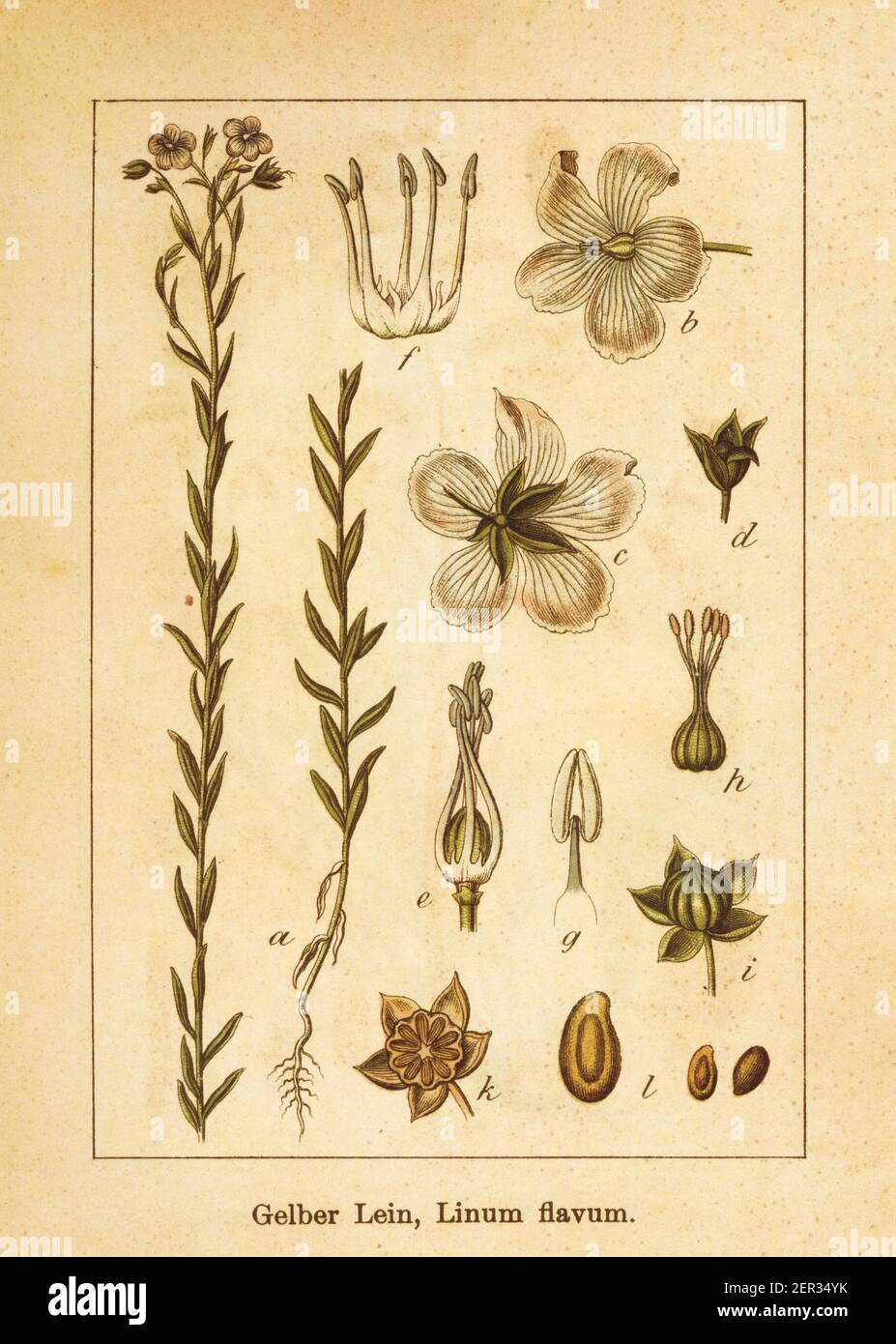 Antique illustration of a linum flavum, also known as golden flax. Engraved by Jacob Sturm (1771-1848) and published in the book Deutschlands Flora in Stock Photo