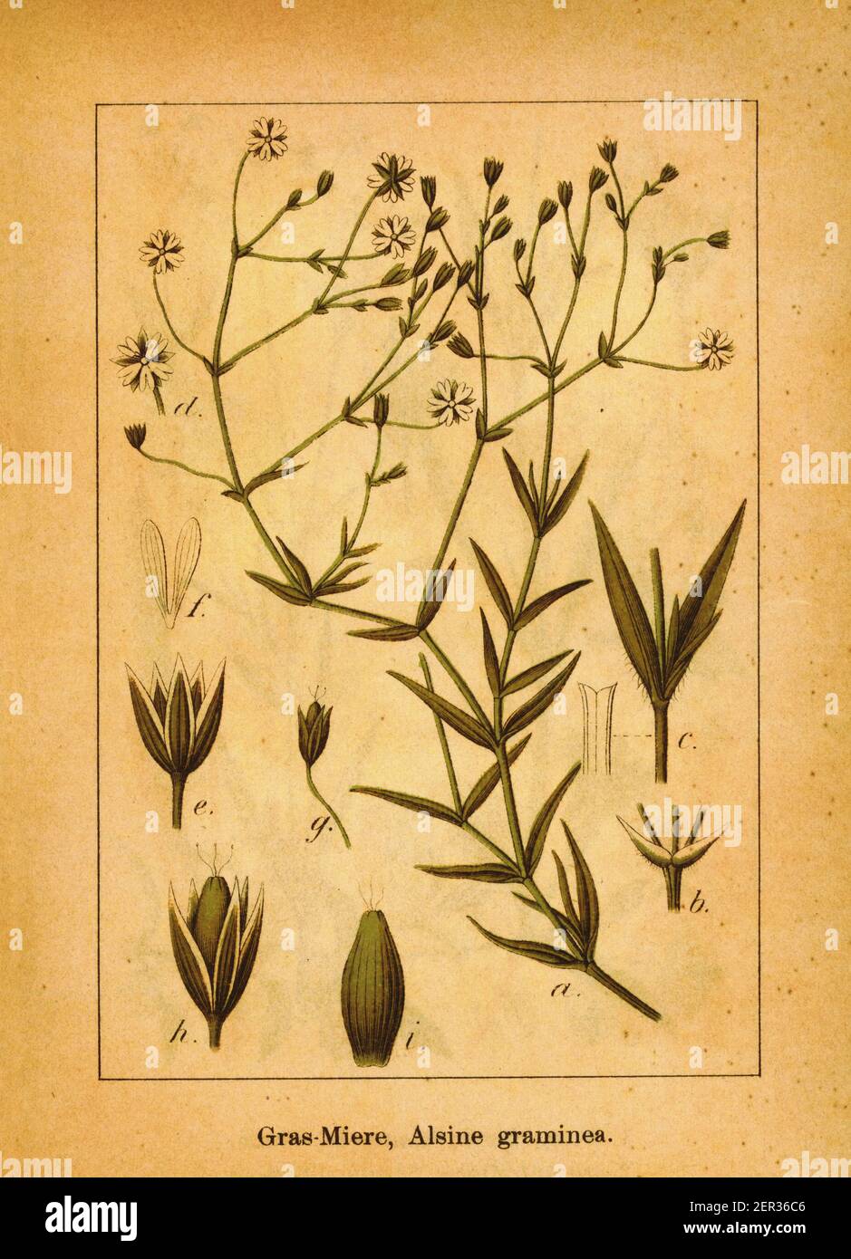 Antique 19th-century engraving of grassleaf starwort. Illustration by Jacob Sturm (1771-1848) from the book Deutschlands Flora in Abbildungen nach der Stock Photo