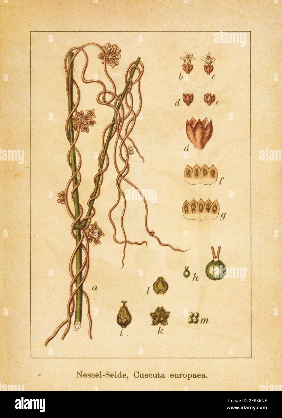 Antique illustration of a cuscuta europaea, also known as greater dodder or European dodder. Engraved by Jacob Sturm (1771-1848) and published in the Stock Photo