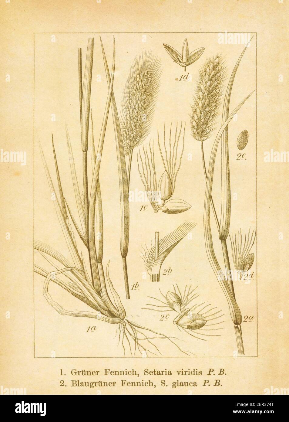 Antique illustration of a setaria viridis (also known as green bristlegrass or green foxtail) and setaria glauca (also known as pennisetum glaucum or Stock Photo