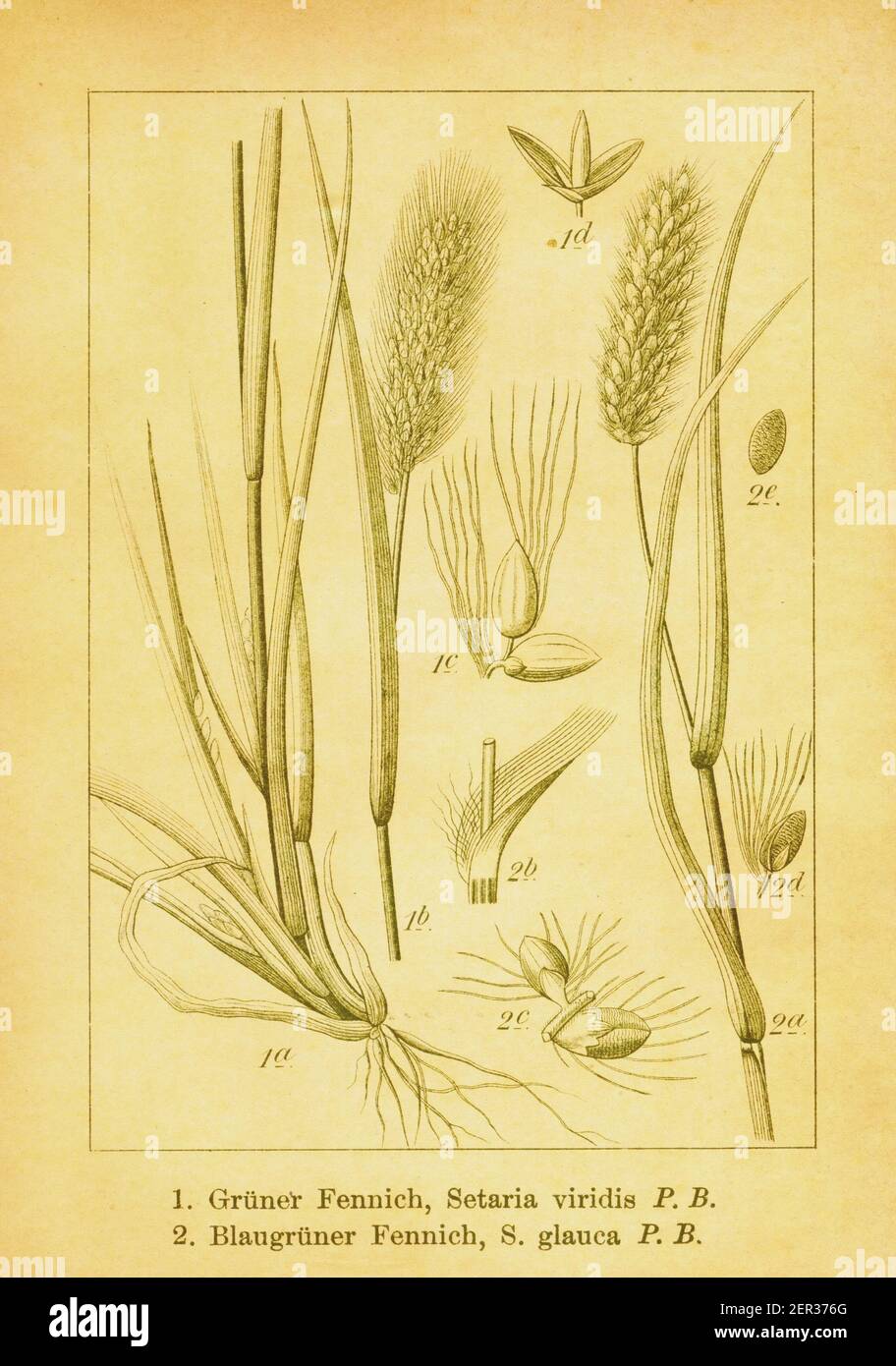 Antique 19th-century engraving of green bristlegrass and yellow foxtail. Illustration by Jacob Sturm (1771-1848) from the book Deutschlands Flora in A Stock Photo