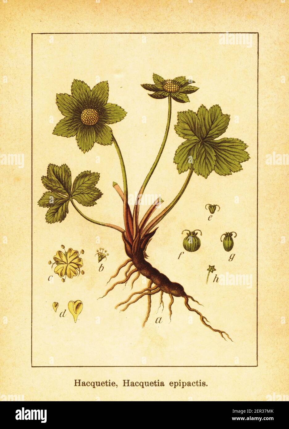 Antique engraving of Hacquetia epipactis. Illustration by Jacob Sturm (1771-1848) from the book Deutschlands Flora in Abbildungen nach der Natur mit B Stock Photo