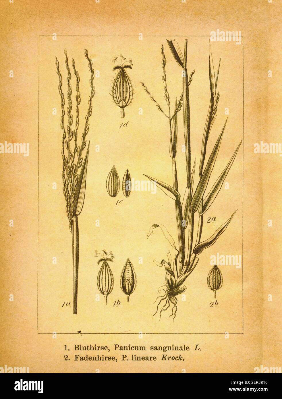 Antique engraving of hairy crabgrass and panicgrass. Illustration by Jacob Sturm (1771-1848) from the book Deutschlands Flora in Abbildungen nach der Stock Photo