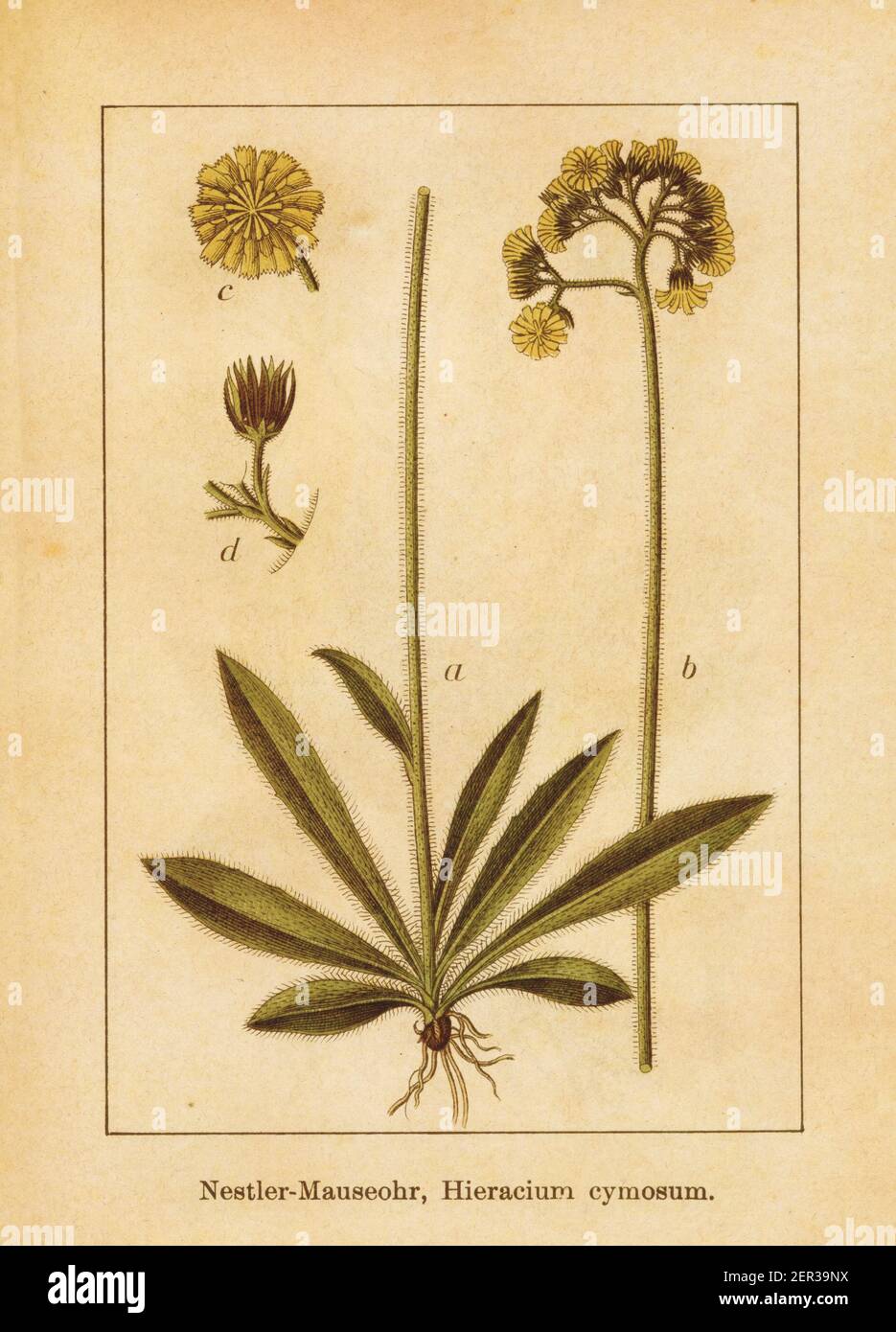 Antique illustration of a hieracium cymosum. Engraved by Jacob Sturm (1771-1848) and published in the book Deutschlands Flora in Abbildungen nach der Stock Photo