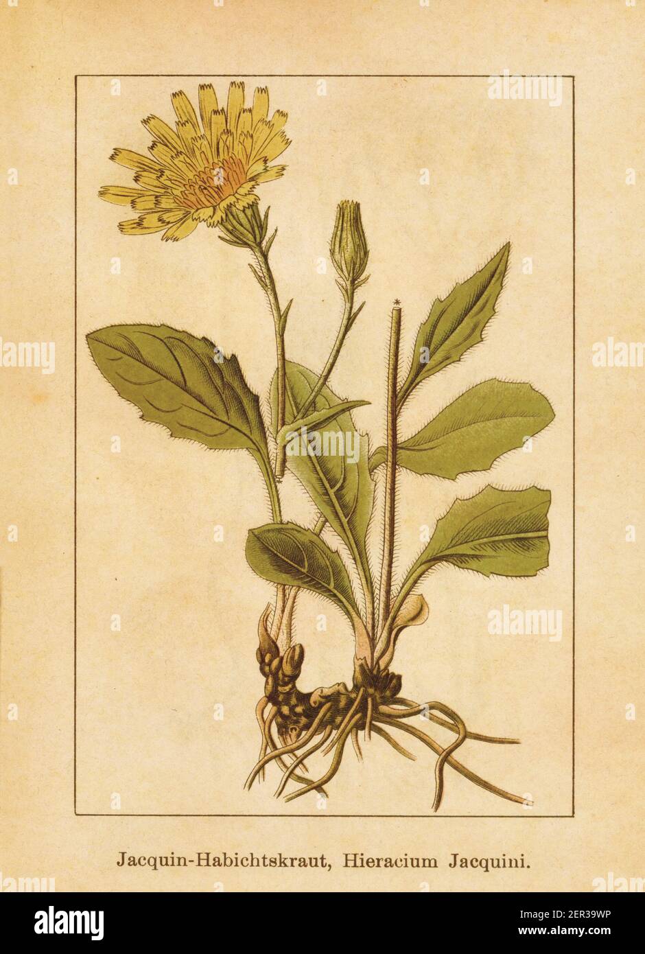 Antique illustration of a hieracium jacquinii. Engraved by Jacob Sturm (1771-1848) and published in the book Deutschlands Flora in Abbildungen nach de Stock Photo