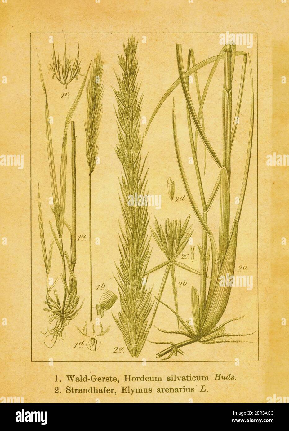 19th-century illustration of Hordeum sylvaticum and lyme grass. Engraving by Jacob Sturm (1771-1848) from the book Deutschlands Flora in Abbildungen n Stock Photo