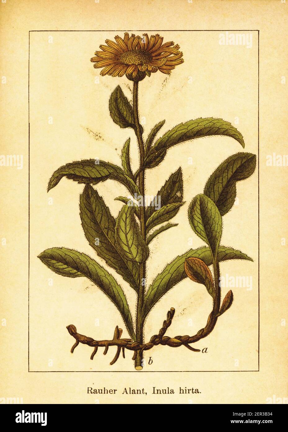 Antique illustration of inula hirta. Engraving by Jacob Sturm (1771-1848) from the book Deutschlands Flora in Abbildungen nach der Natur mit Beschreib Stock Photo