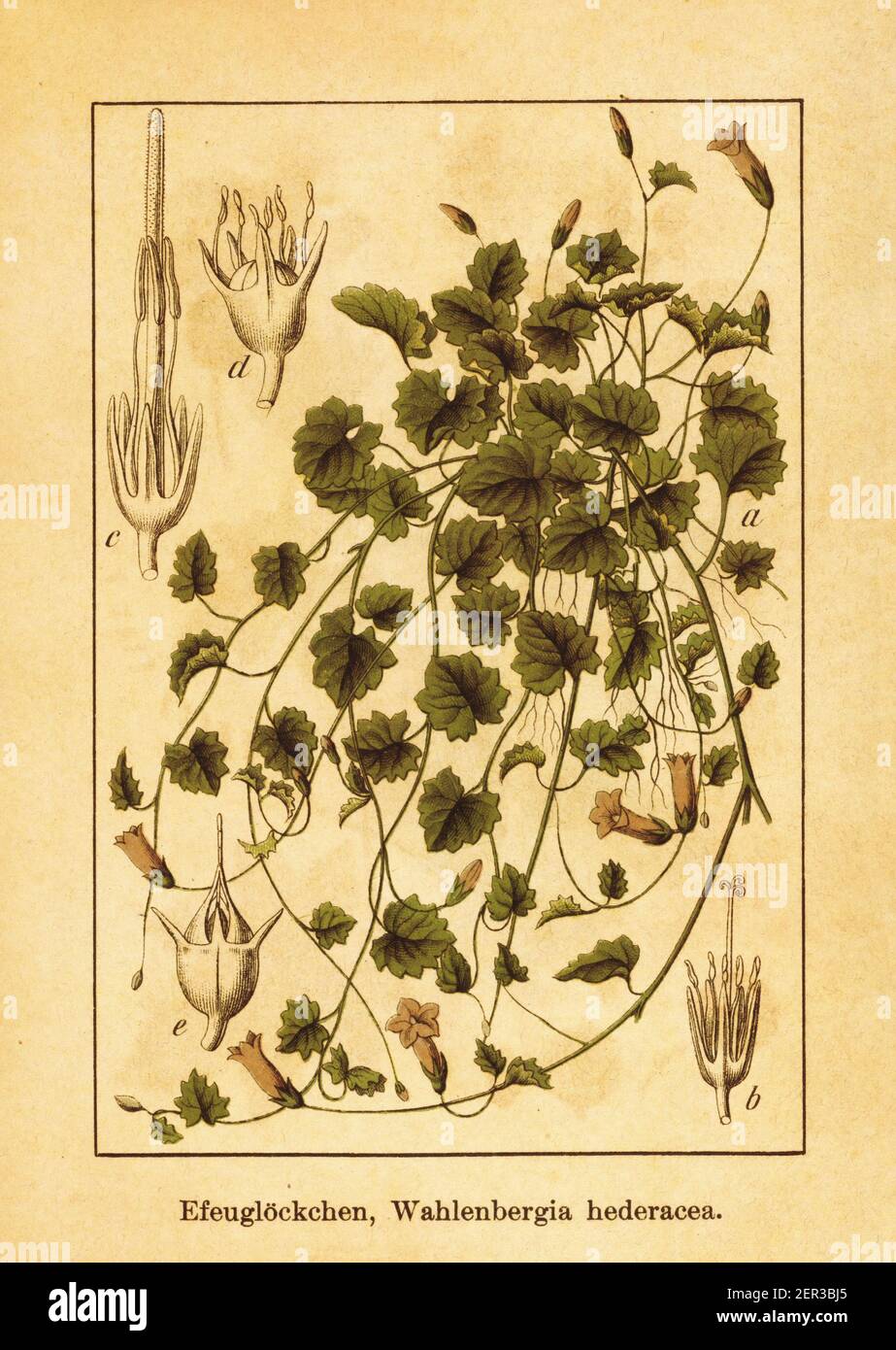 Antique 19th-century illustration of ivy-leaved bellflower. Engraving by Jacob Sturm (1771-1848) from the book Deutschlands Flora in Abbildungen nach Stock Photo