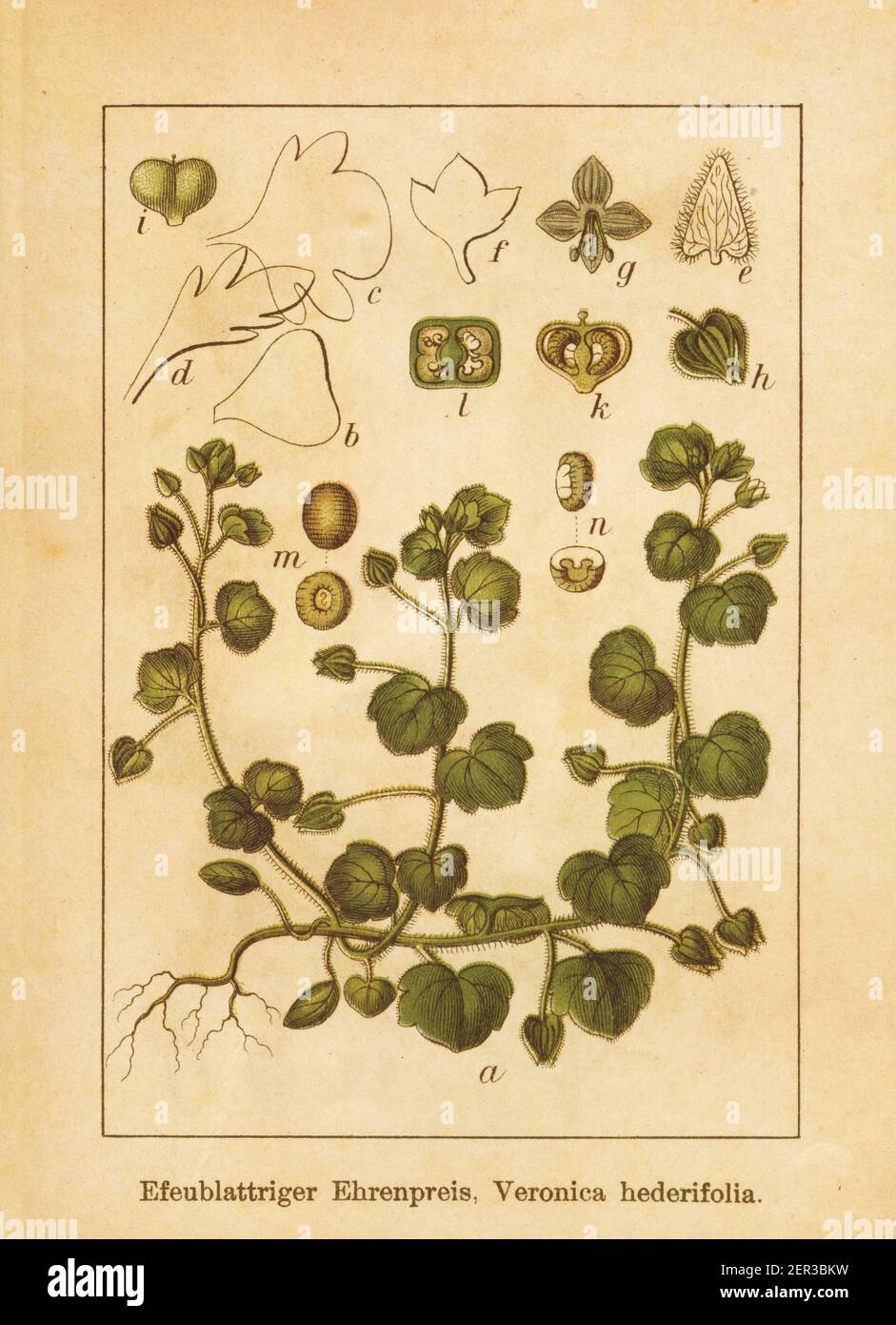 Antique illustration of a veronica hederifolia, also known as ivy-leaved speedwell or ivyleaf speedwell. Engraved by Jacob Sturm (1771-1848) and publi Stock Photo