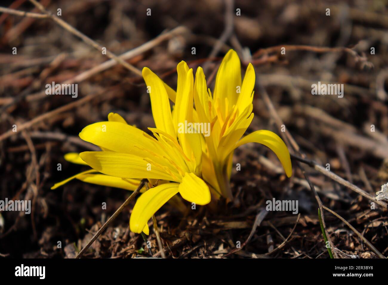 First flower after winter hires stock photography and images Alamy