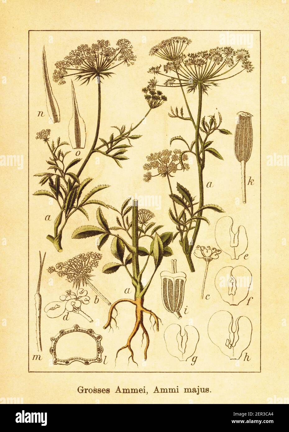 Antique illustration of large bullwort. Engraving by Jacob Sturm (1771-1848) from the book Deutschlands Flora in Abbildungen nach der Natur mit Beschr Stock Photo