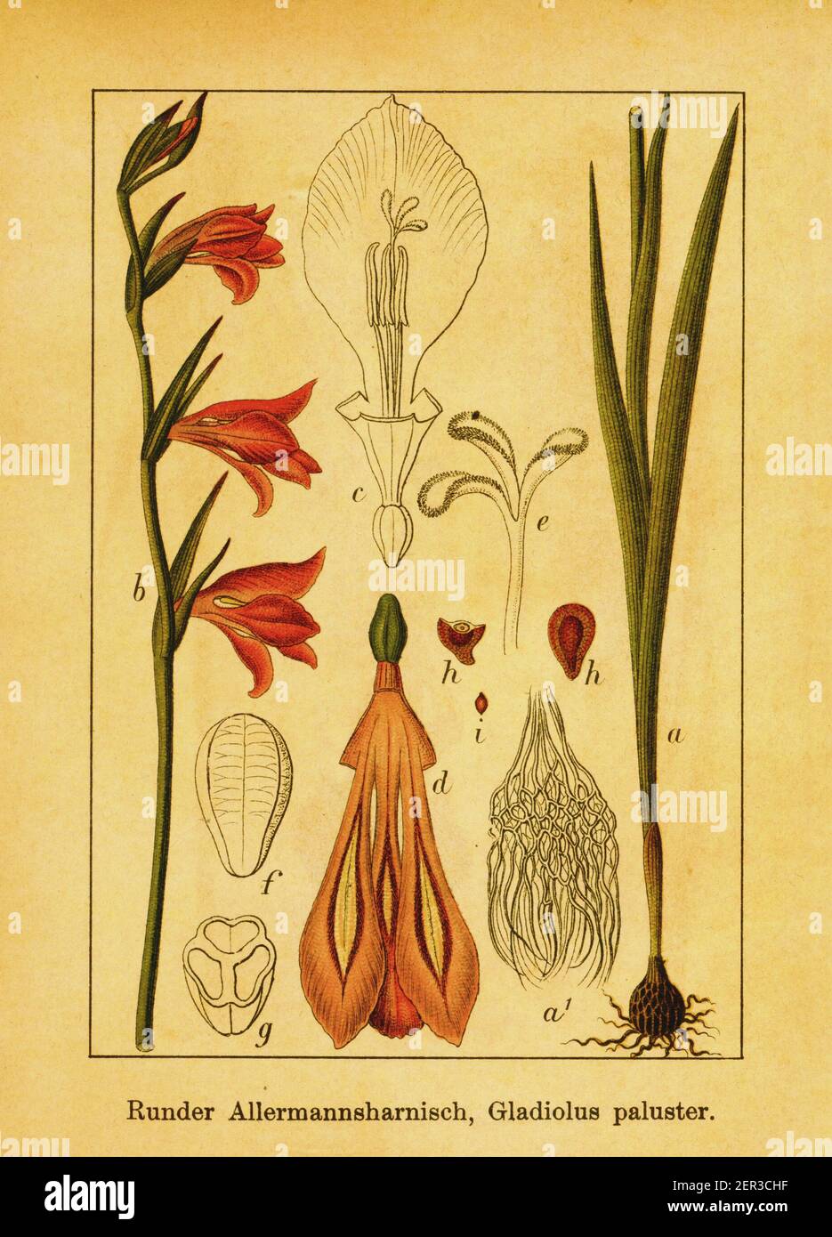 19th-century engraving of Latin gladiolus. Illustration by Jacob Sturm (1771-1848) from the book Deutschlands Flora in Abbildungen nach der Natur mit Stock Photo
